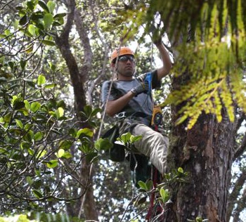 Collecting arthropods at 50 meters in tropical montane forest canopy on Hawaii Island