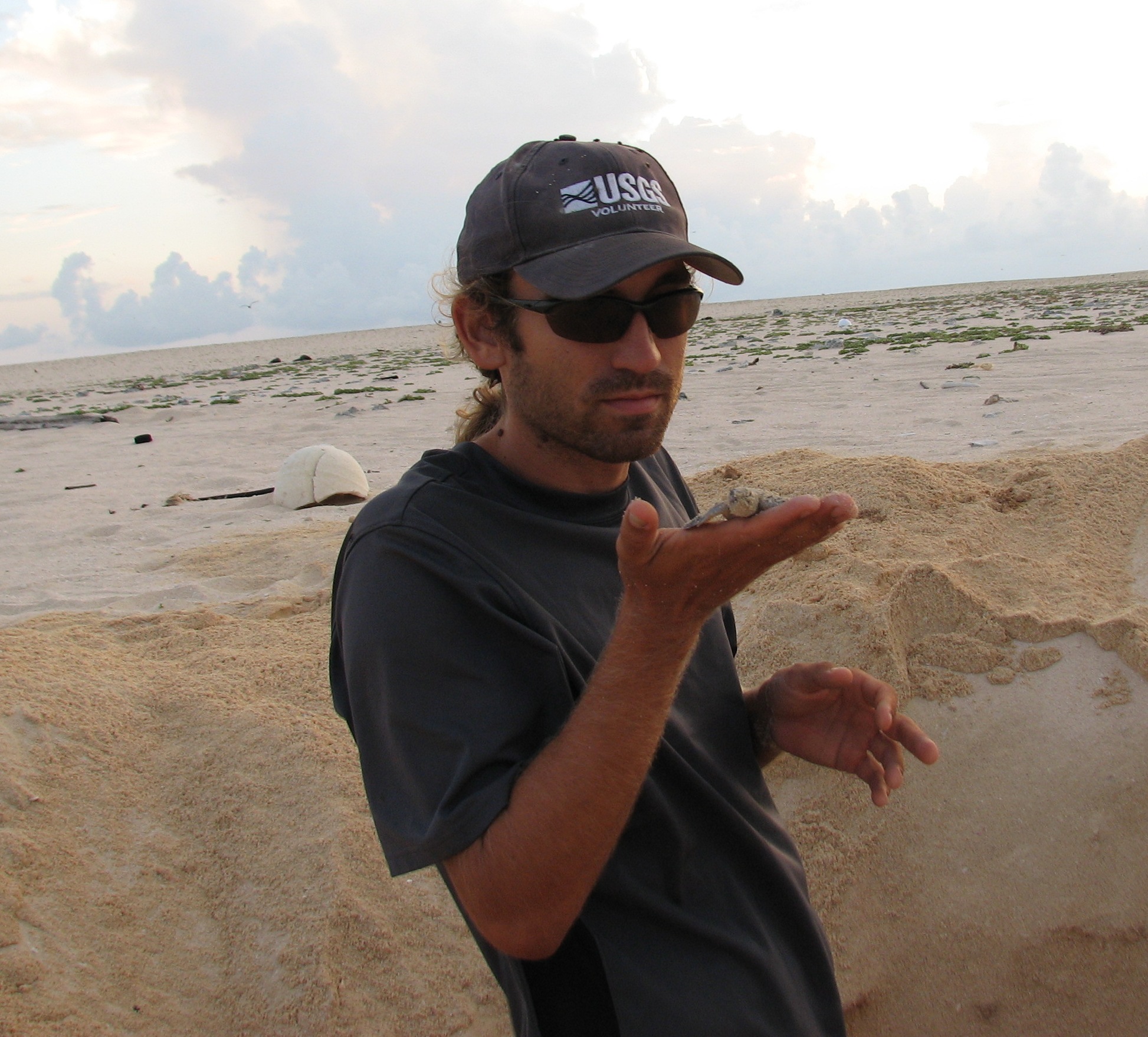 Preparing to release a Green Sea Turtle hatchling on Laysan Island